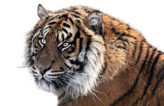 Tiger Head Animal - Free photo on Pixabay