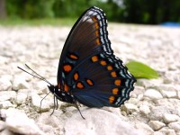 Red-Spotted Purple Butterfly - Free photo on Pixabay