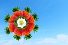 딸기 바람개비 식물 - Pixabay의 무료 이미지