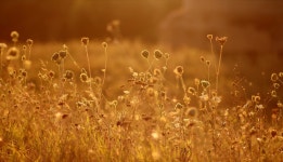 플로라 일몰 자연 - Pixabay의 무료 사진