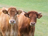 Cow Cows Pasture Brown - Free photo on Pixabay