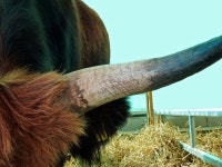 뿔 농장 동물 어느 한 쪽 - Pixabay의 무료 사진