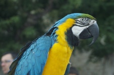 Parrot Bird Animal - Free photo on Pixabay