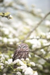 Owl Bird Animal - Free photo on Pixabay - Pixabay Owl Bird Animal - Free photo on Pixabay