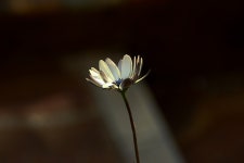 공장 꽃 자연 꽃이 피는 · Pixabay의 무료 사진 Pixabay의 무료 이미지 - 공장, 꽃, 자연, 꽃이 피는 식물, 식물학, 정원, 단풍