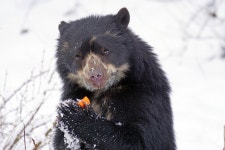 Spectacled Bear Predator Feed - Free photo on Pixabay