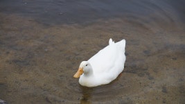 And Bird Water - Free photo on Pixabay