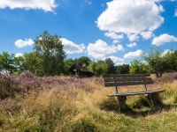 600+ Free Lüneburg Heath & Nature Photos - Pixabay