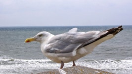 Gull Sea North - Free photo on Pixabay