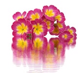 Spring Primroses Plant Primrose - Free image on Pixabay - Pixabay Spring Primroses Plant Primrose - Free image on Pixabay