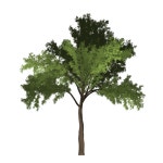 Robinia 트리 녹색 · Pixabay의 무료 이미지 Pixabay의 무료 이미지 - Robinia, 트리, 녹색, 여름, 야외, 자연, 자연의