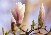 Magnolia Blossom Bloom - Free photo on Pixabay