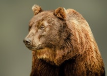 20 + 무료 Brown+Bear & 곰 이미지 - Pixabay