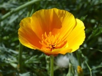 60+ Free Eschscholzia Californica & California Poppy Photos - Pixabay