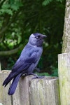 Jackdaw Blackbird Bird - Free photo on Pixabay