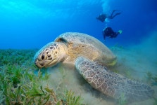 Diver Sea Diving Under - Free photo on Pixabay - Pixabay Diver Sea Diving Under - Free photo on Pixabay
