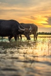 Buffalo Rustic Thai - Free photo on Pixabay