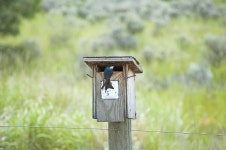 Bird Swallow Tree - Free photo on Pixabay Free Image on Pixabay - Bird, Swallow, Tree Swallow