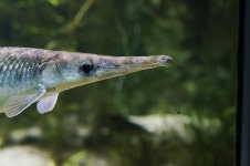 2개 이상 무료 Syngnathidae 및 해룡 사진 - Pixabay