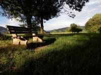 은행 녹색 나무 - Pixabay의 무료 사진 Pixabay의 무료 이미지 - 은행, 녹색, 나무, 목장, 잔디