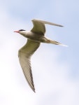 300+ Free Terns & Nature Photos - Pixabay
