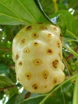 노 니 과일 · Pixabay의 무료 사진 Pixabay의 무료 이미지 - 노 니, 과일, Roatan