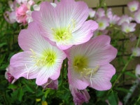 100,000+ Free Pink Evening Primrose & Nature Photos - Pixabay