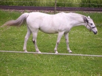 Page 4 - 300+ Free 백마 & White Horse Images - Pixabay