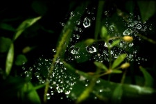 Water Drop Nature - Free photo on Pixabay