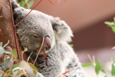 Koala Bear Australia - Free photo on Pixabay