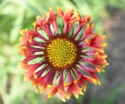 Gaillardia 꽃 빨간색과 노란색의 · Pixabay의 무료 사진 Pixabay의 무료 이미지 - Gaillardia, 꽃, 빨간색과 노란색의 꽃