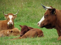 1,000+ Free Bovinae & Cow Photos - Pixabay