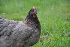 Laying Hen Grey Ash Farm Domestic - Free photo on Pixabay - Pixabay Laying Hen Grey Ash Farm Domestic - Free photo on Pixabay