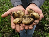 100,000+ Free Potato Blossoms & Potato Photos - Pixabay