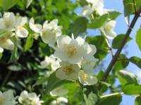 1,000개 이상 무료 속 및 재스민 속 사진 - Pixabay