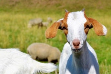 염소 작은 어린이 목장 - Pixabay의 무료 사진