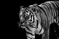 Tiger Predator Fur - Free photo on Pixabay
