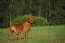 90+ Free Ridgeback & Rhodesian Ridgeback Images - Pixabay