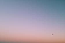 Sunset Bird Sky - Free photo on Pixabay