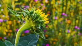 Sunflower Summer Meadow Flower - Free photo on Pixabay
