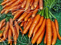 Carrot Yellowish Yellow Turnip - Free photo on Pixabay