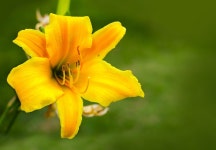 꽃 Amare Yelow · Pixabay의 무료 사진 Pixabay의 무료 이미지 - 꽃, Amare, Yelow, 식물, 자연