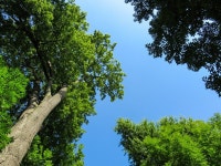 800+ Free Treetops & Nature Photos - Pixabay