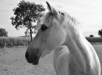 10,000+ Free Profile Picture & Portrait Photos - Pixabay