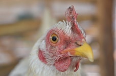 Chicken Hen Farm - Free photo on Pixabay