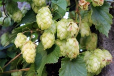 Hop Cones Plant - Free photo on Pixabay