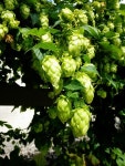 40+ Free Hallertau & Hop Photos - Pixabay
