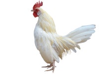 30,000+ Free Bird Png & Png Photos - Pixabay