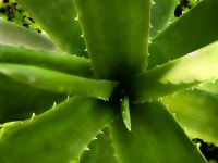 7+ Free Iodine & Aloe Vera Photos - Pixabay