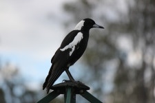 Bird Australian Magpie Native - Free photo on Pixabay